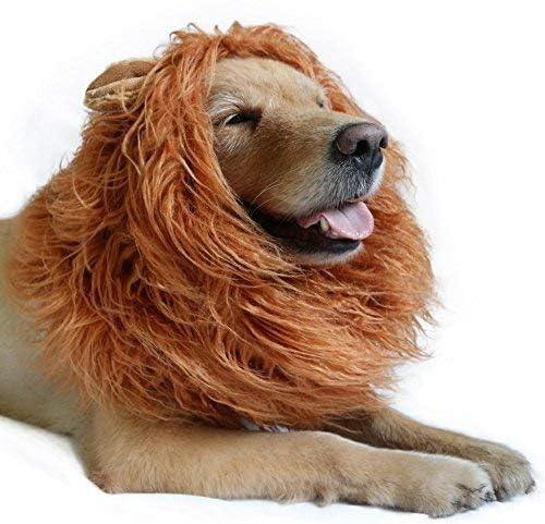 Disfraz Perro Halloween Y Carnaval. Disfraces para Perros Medianos O Grandes. Disfraz Mascota. Deja Que Tu Fiel Amigo Hechice El Carnaval.