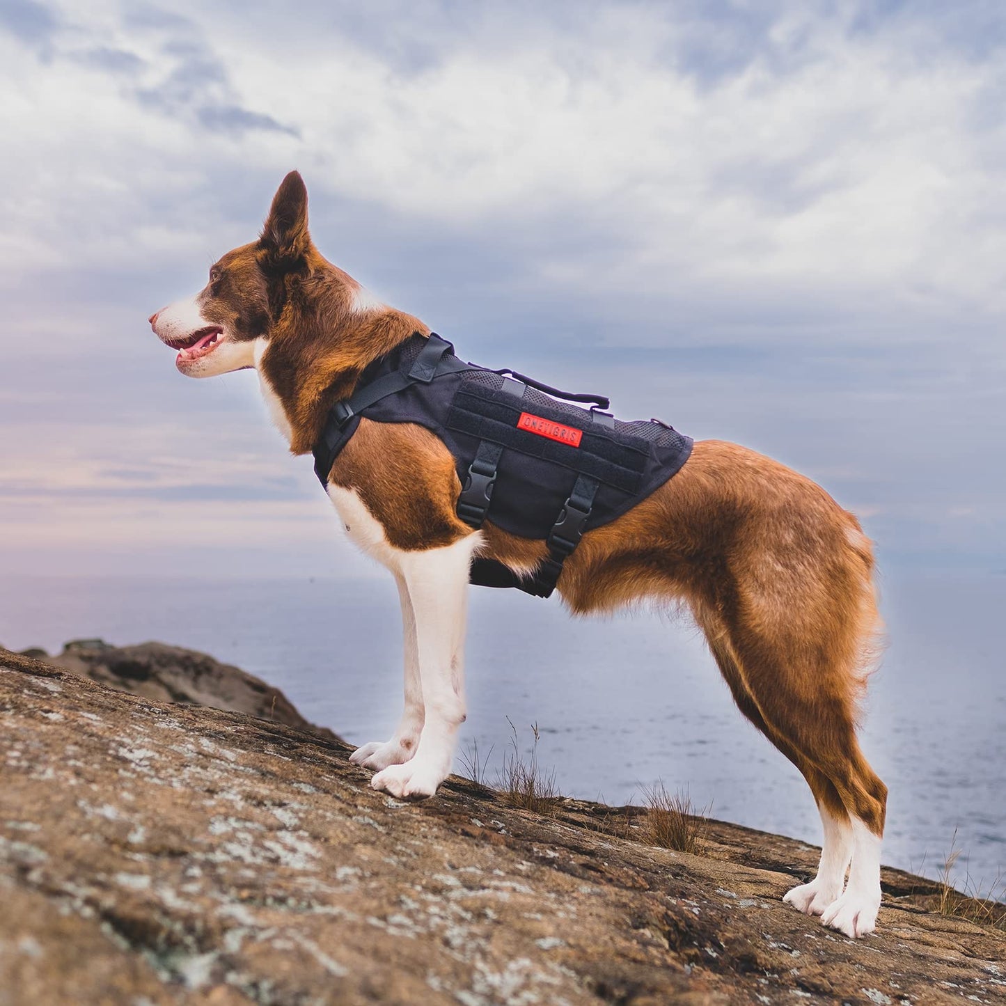 Arnés Táctico Sin Tirones para Perro Mediano - Diseño de Malla Transpirable Militar Molle Con Asas - Chaleco para Perro de Servicio para Caminar