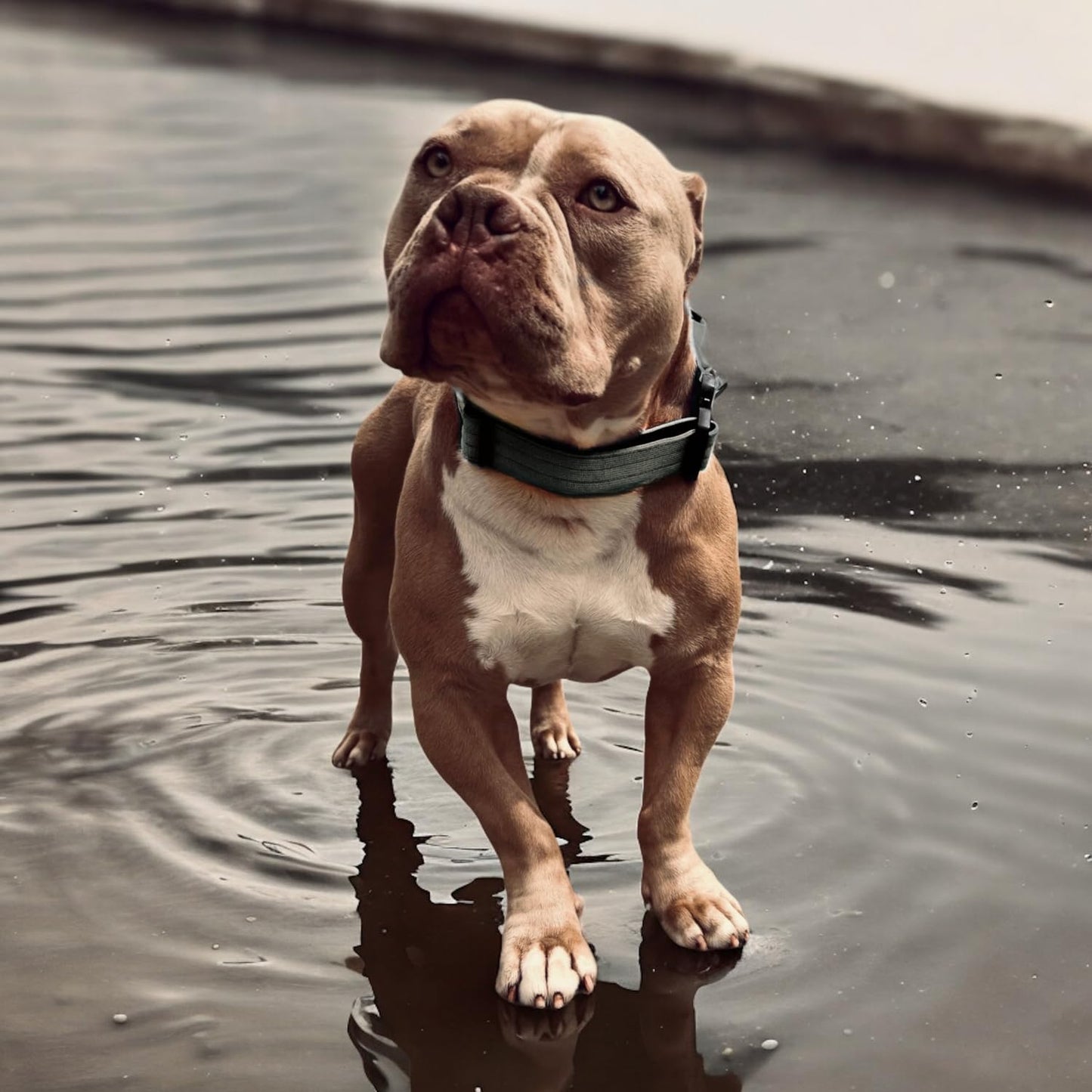Collar Táctico para Perro Mediano y Grande - Acolchado con asa, Hebilla de Liberación Rápida y Ancho Antiahogamiento - Collar de Entrenamiento para Todo Tipo de Perros - Verde L