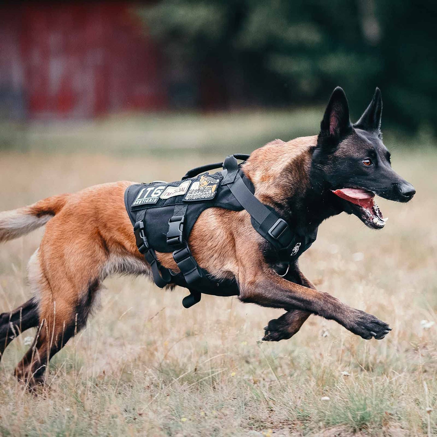 Arnés Táctico Sin Tirones para Perro Mediano - Diseño de Malla Transpirable Militar Molle Con Asas - Chaleco para Perro de Servicio para Caminar