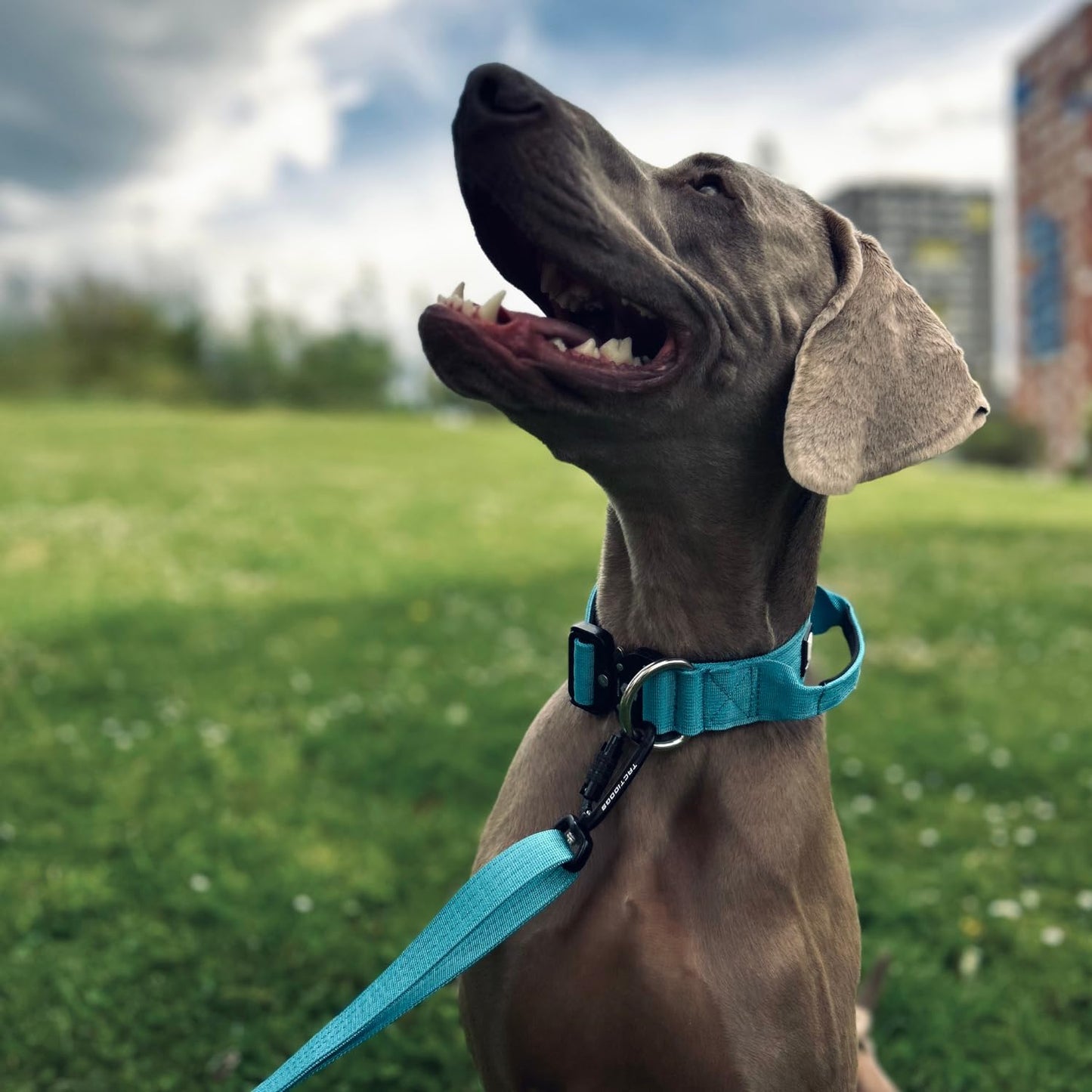 Collar Táctico para Perro Mediano y Grande - Acolchado con asa, Hebilla de Liberación Rápida y Ancho Antiahogamiento - Collar de Entrenamiento para Todo Tipo de Perros - Azul M
