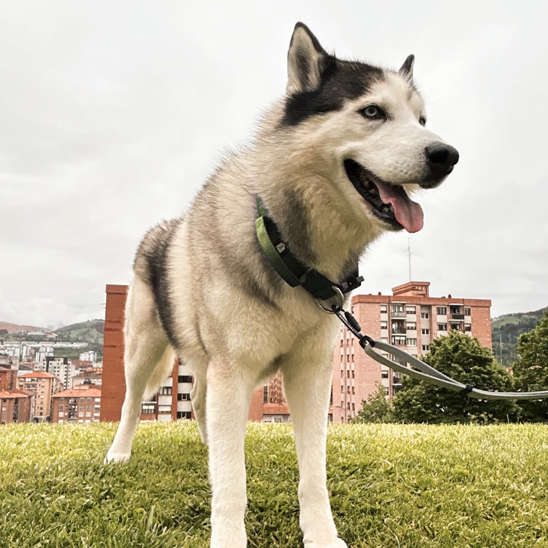 Collar Táctico para Perro Mediano y Grande - Acolchado con asa, Hebilla de Liberación Rápida y Ancho Antiahogamiento - Collar de Entrenamiento para Todo Tipo de Perros - Verde L