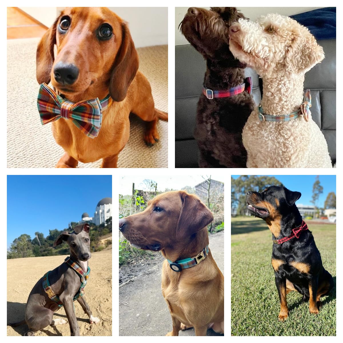 Collar de perro personalizado con hebilla de metal, collares personalizados para mascotas con nombre, número de teléfono y dirección grabados, cuadros