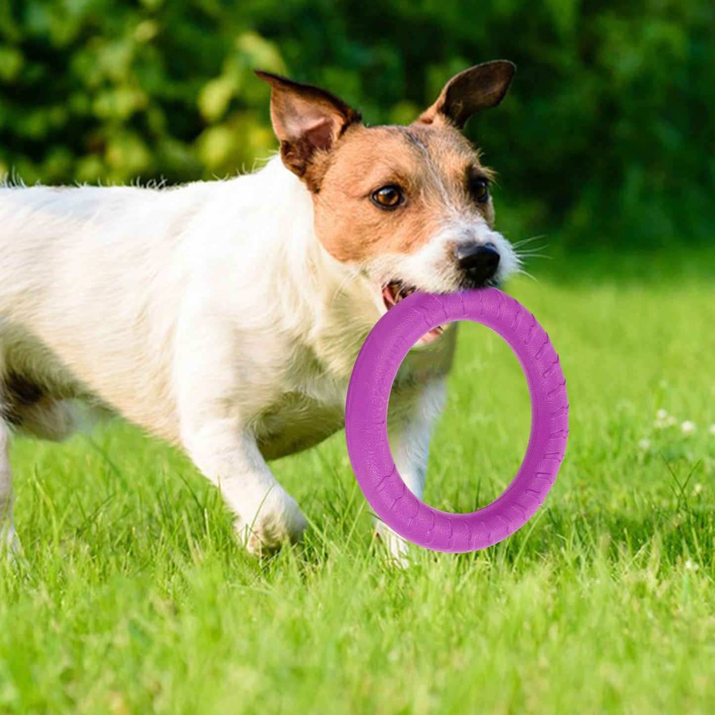 Frisbees para Perros Flotador para Perros Interactivo Duradero Anillo de Fitness para Perros Ejercicio Equipos de Agilidad para Perros para Perros Pequeños Medianos y Grandes
