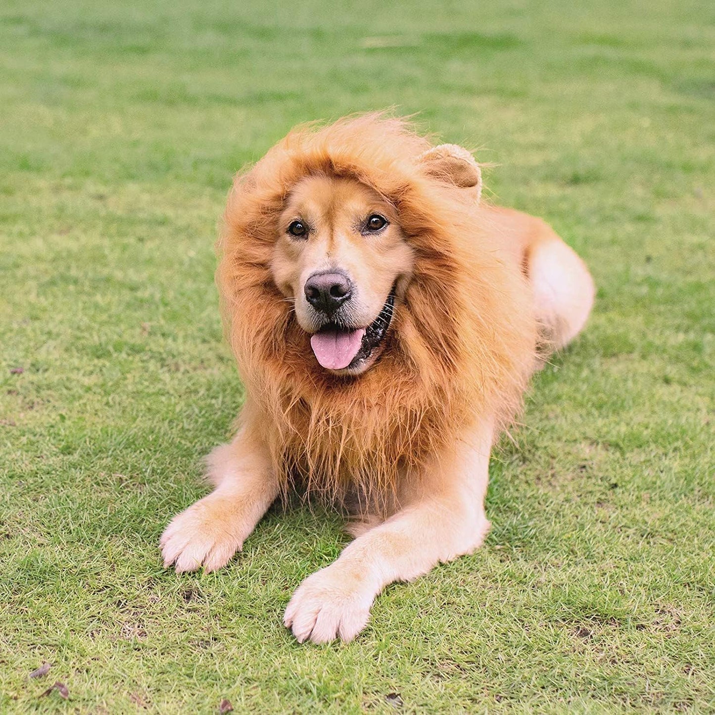 Disfraz Perro Halloween Y Carnaval. Disfraces para Perros Medianos O Grandes. Disfraz Mascota. Deja Que Tu Fiel Amigo Hechice El Carnaval.