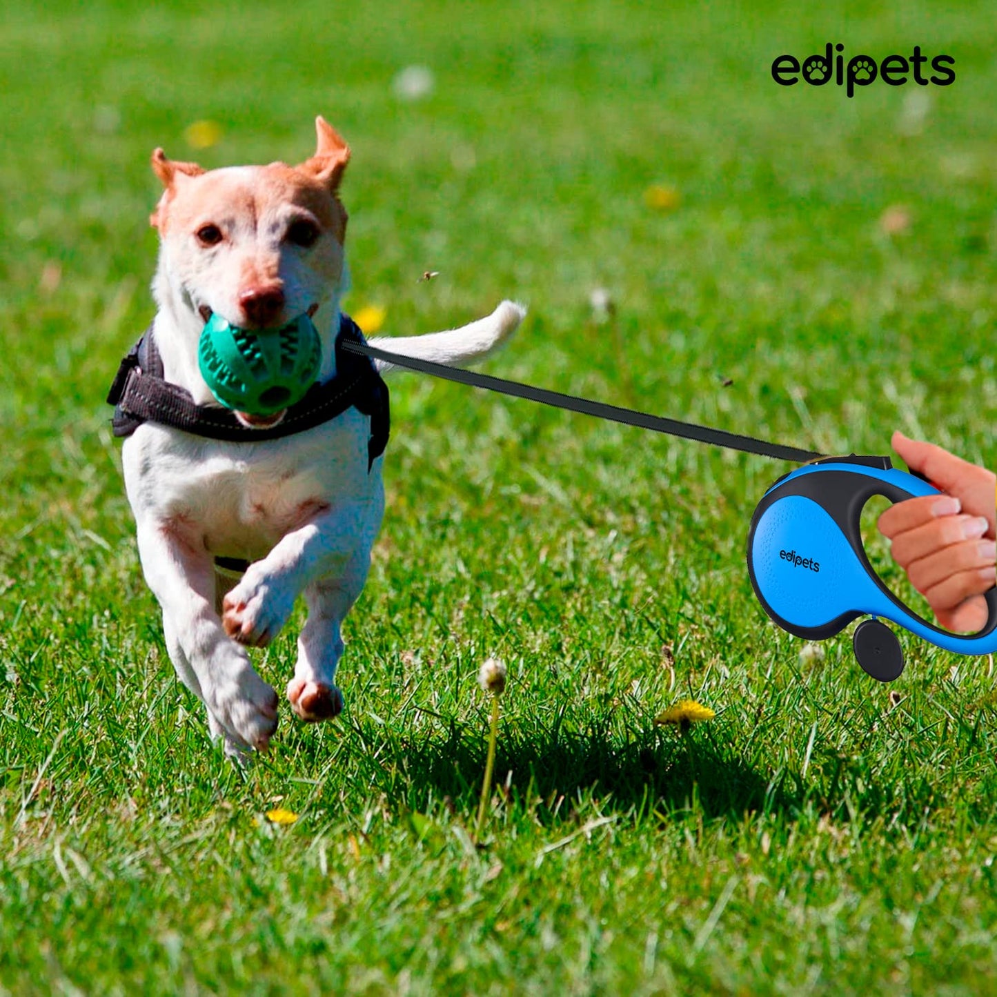 Correa Perro Extensible, Retráctil, 8 Metros, Incluye Dispensador de Bolsas, Cinta Flexible para Adiestramiento y Paseo, para Perros Pequeños, Medianos y Grandes (Azul, 8 Metros)