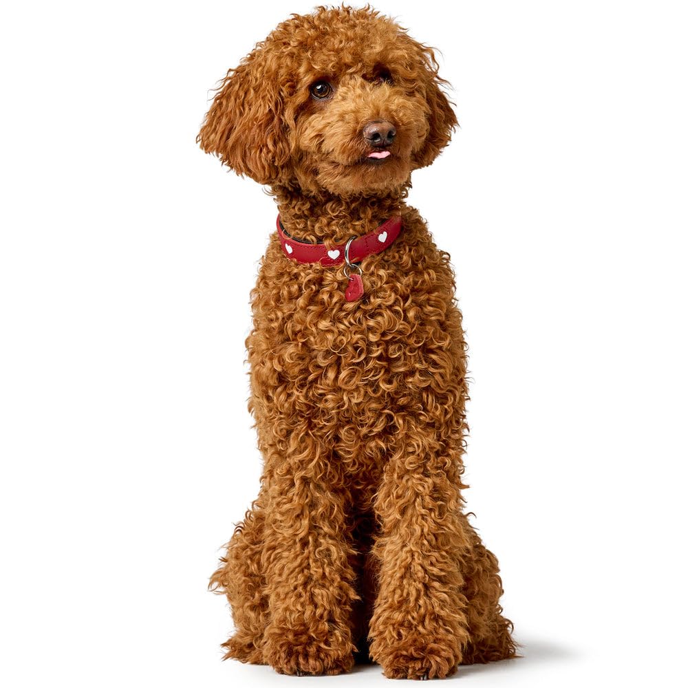 Collar para Perro Hunter Love M 41-49 cm Rojo