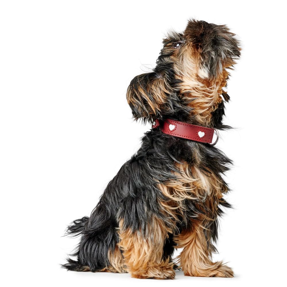 Collar para Perro Hunter Love M 41-49 cm Rojo