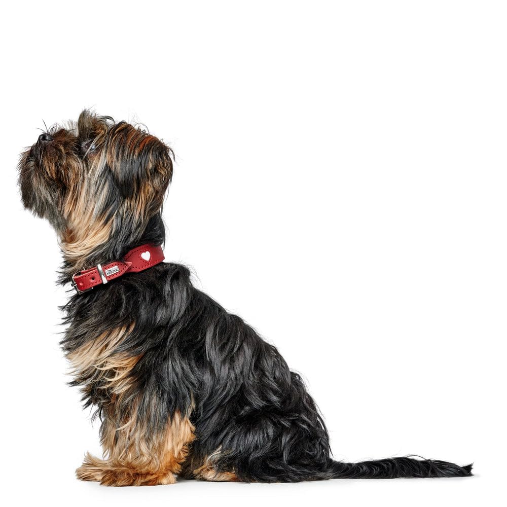 Collar para Perro Hunter Love M 41-49 cm Rojo