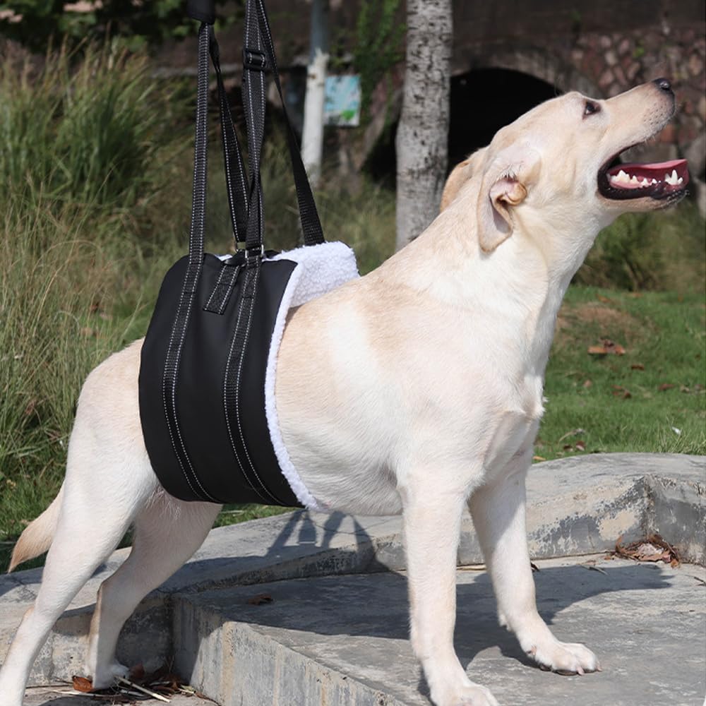 Arnés para Perro Discapacitado, Caminata con Apoyo, Diseño de Hebilla portátil Trasero Mejorado, Cuero PU Impermeable y Que Repele La Suciedad y Material Suave y Esponjoso (M)