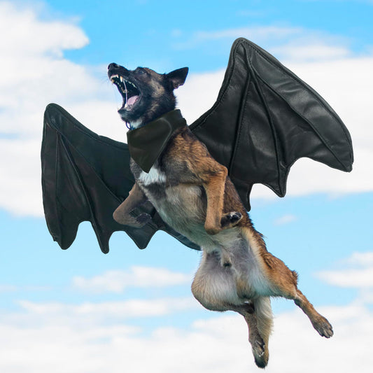 Disfraces de ala de murciélago para perro, linda ropa peluda para mascotas para Halloween (ala de murciélago negra, talla M)