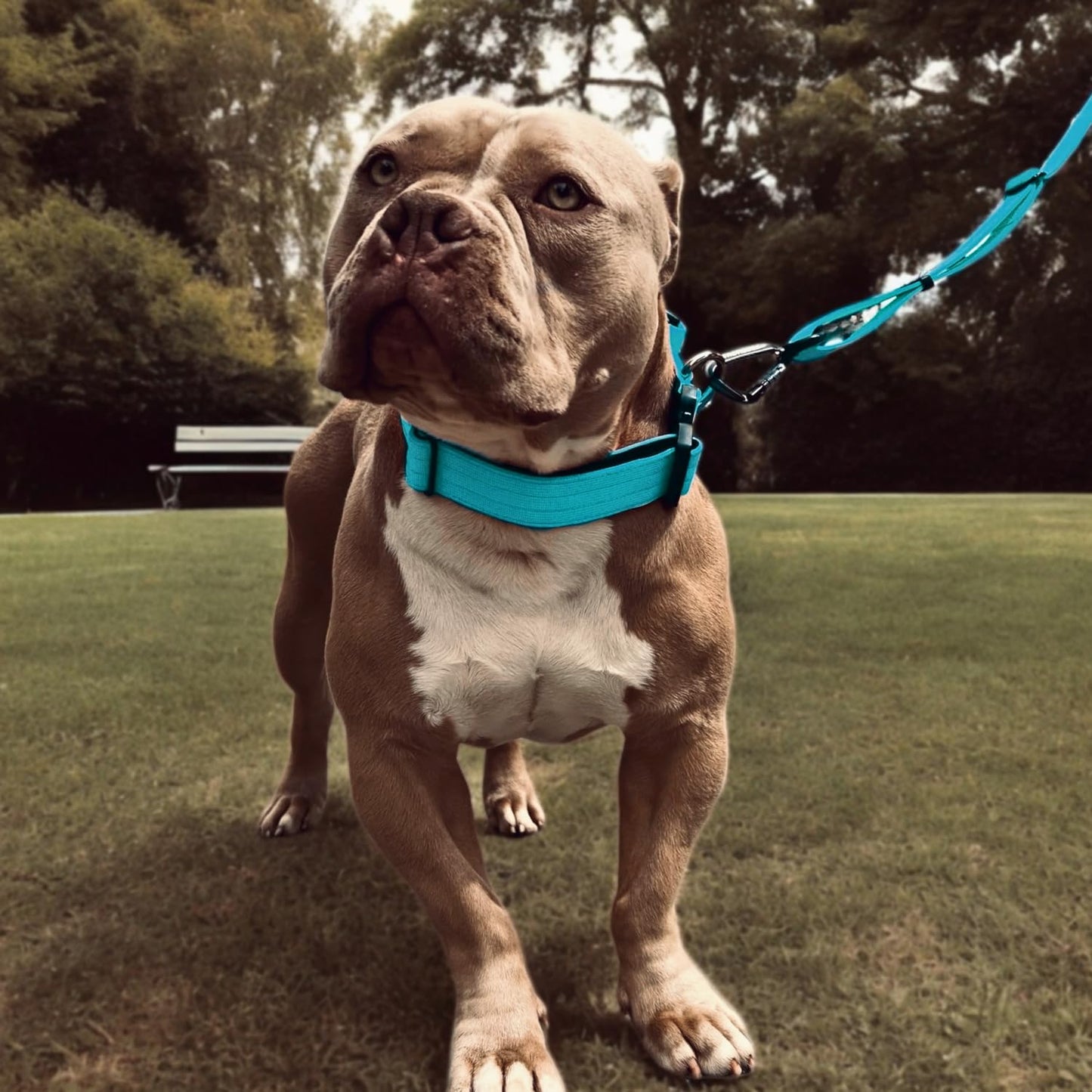 Collar Táctico para Perro Mediano y Grande - Acolchado con asa, Hebilla de Liberación Rápida y Ancho Antiahogamiento - Collar de Entrenamiento para Todo Tipo de Perros - Azul M