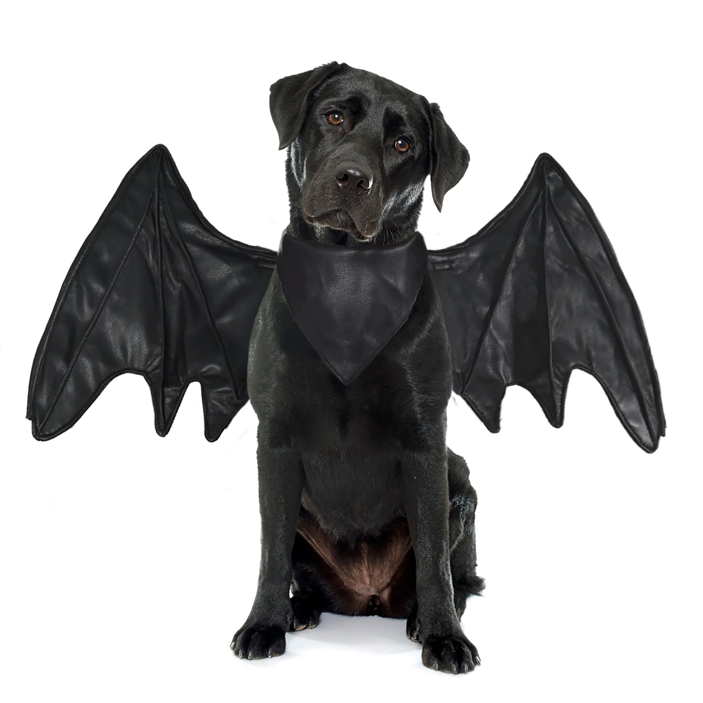 Disfraces de ala de murciélago para perro, linda ropa peluda para mascotas para Halloween (ala de murciélago negra, talla M)