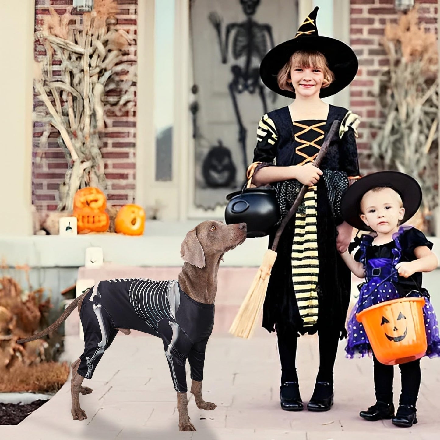 Disfraces De Halloween para Perros De Tamaño Grande,Disfraces De Esqueleto para Perros Halloween - Trajes Transpirables para Celebrar en Casa Fiestas Navideñas y Cosplay