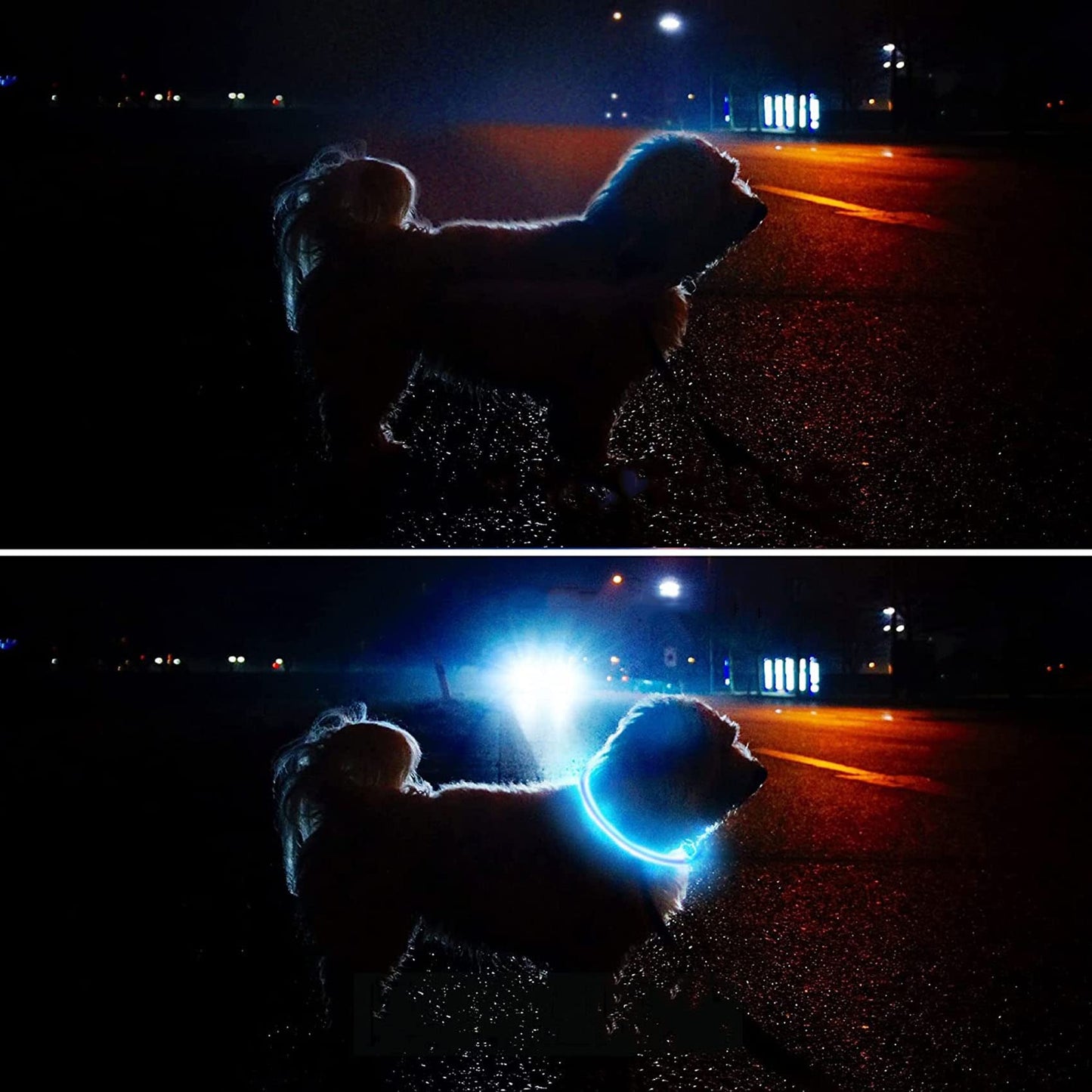 Collar LED Luminoso Perro, Collar de Perro de Seguridad Personalizado con USB Recargable, Ajustable Recargable 3 Modos, Collares LED para Perros Pequeños/Medianos/Grandes?Azul?
