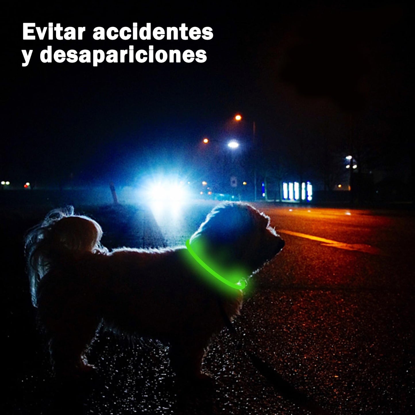 Collar Luminoso Perro Recargable - 3 Modos Collar Perro Luz con Impermeable, Ajustable Collares LED para Perros Pequeños/Medianos/Grandes, Verde