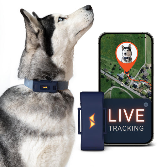 Collar Localizador GPS para Perros 4G - Alarmas de Fuga + Seguimiento Global en Tiempo Real - Batería hasta 10 días - 100% Resistente al Agua (IP67) - con Luces LED - Apto para Cualquier Collar - Azul