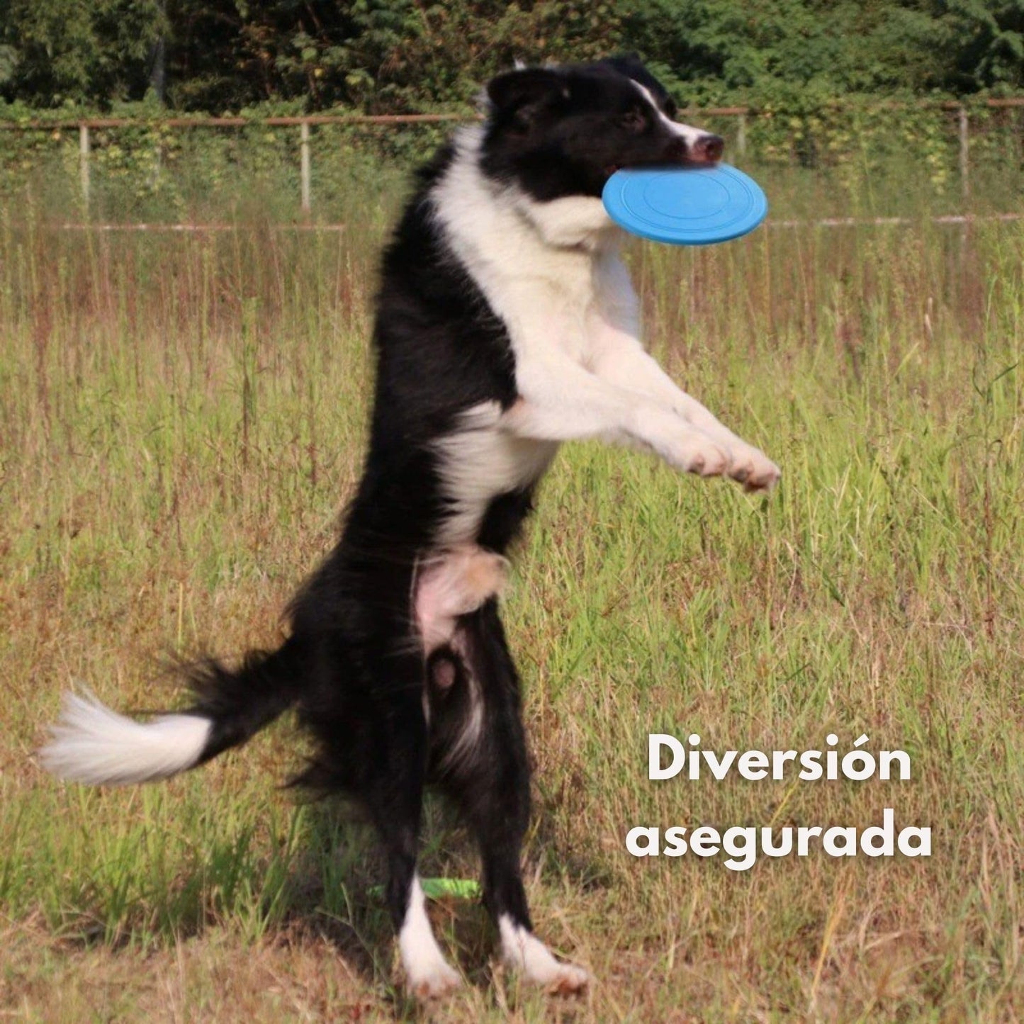 Frisbee de Goma Flexible para Perros | Disco Volador Suave, Resistente y Seguro para Mordeduras | Flotante y Fácil de Lanzar | Juguete Interactivo para Juego al Aire Libre, Playa, Entrenamiento