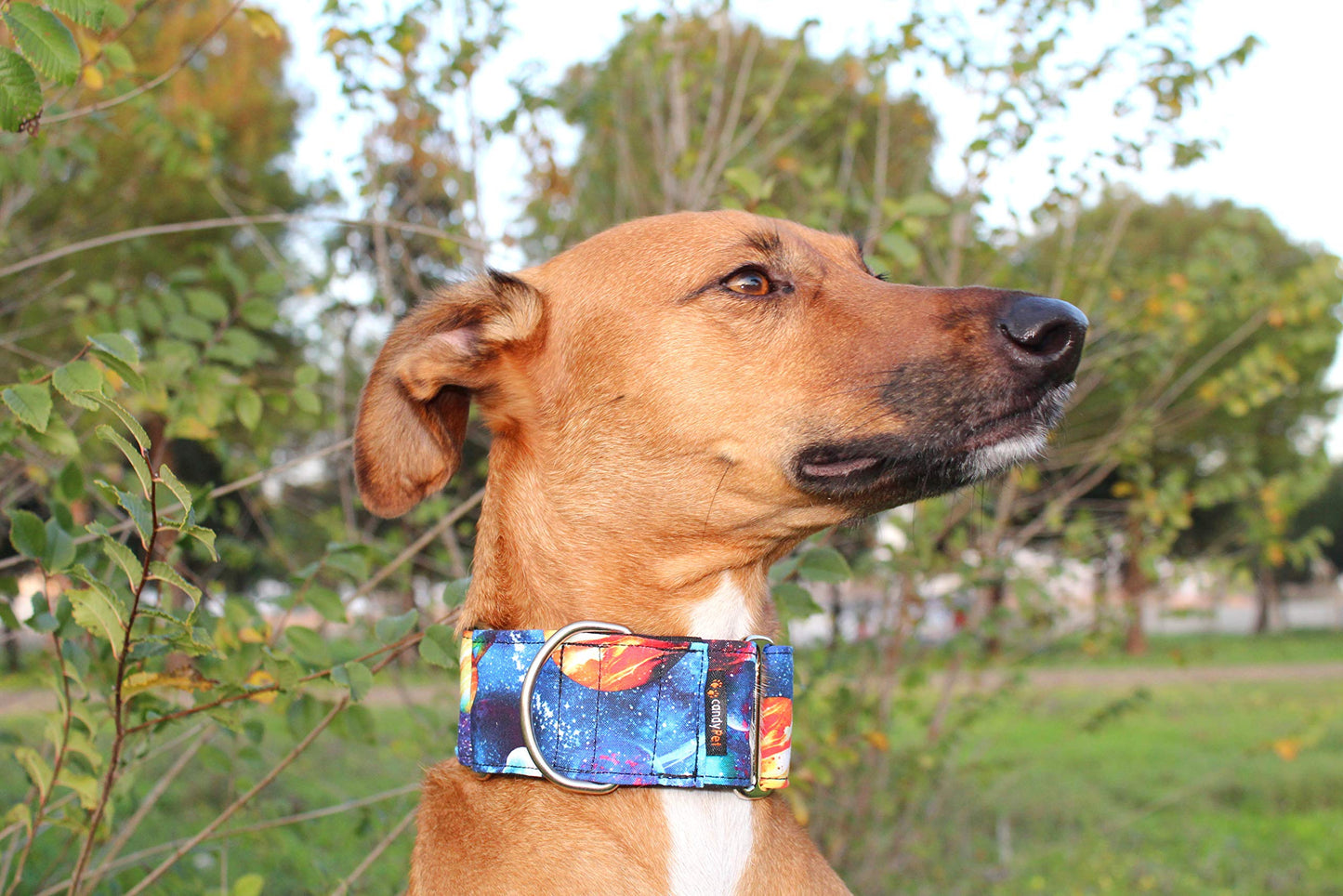 candyPet - Collar Martingale para Perros, Universe, M