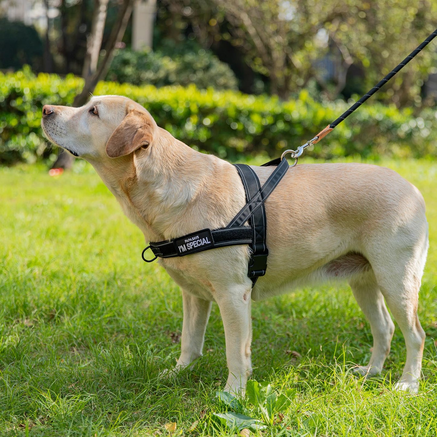 Arnés para Perros pequeños y medianos Reflectante, Ajustable, sin tirón, arnés para Perros