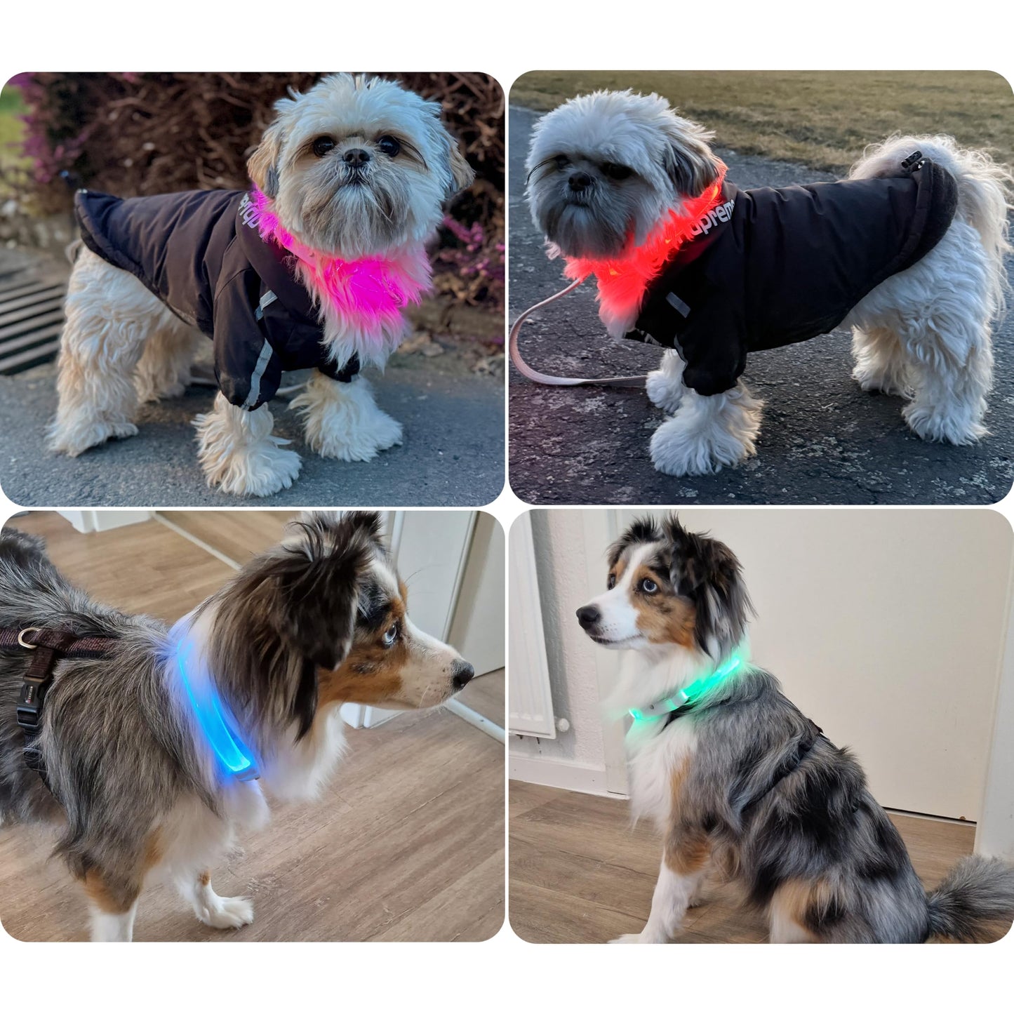 Collar Luminoso de Alta Intensidad para Perros de Todos los tamaños - Longitud Ajustable 20-70cm - 100% Impermeable - 7 Colores - Máxima Visibilidad y Seguridad Nocturna